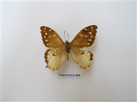 藏品(白斑蔭眼蝶)的圖片